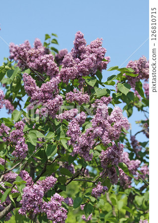 札幌花卉景點 川下公園 丁香花 紫丁香花 札幌市花 札幌花卉景點 川下公園 丁香花 紫丁香花 札幌市花 126810715