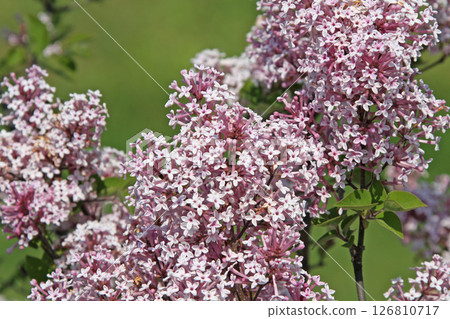 札幌花卉景點 川下公園 丁香花 紫丁香花 札幌市花 札幌花卉景點 川下公園 丁香花 紫丁香花 札幌市花 126810717
