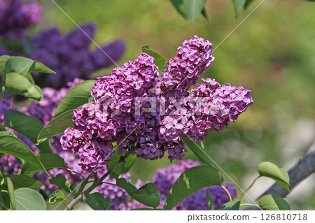 Sapporo Flower Spot Kawashita Park Lilac Lilac Sapporo City Flower 126810718