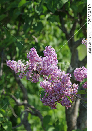 Sapporo Flower Spot Kawashita Park Lilac Lilac Sapporo City Flower 126810719