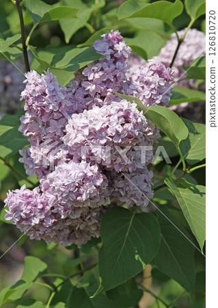 Sapporo Flower Spot Kawashita Park Lilac Lilac Sapporo City Flower Sapporo Flower Spot Kawashita Park Lilac Lilac Sapporo City Flower 126810720
