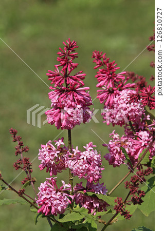 Sapporo Flower Spot Kawashita Park Lilac Lilac Sapporo City Flower 126810727