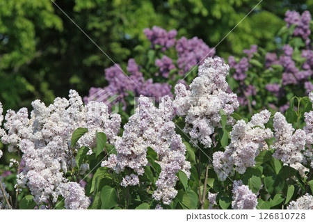札幌花卉景點 川下公園 丁香花 紫丁香花 札幌市花 札幌花卉景點 川下公園 丁香花 紫丁香花 札幌市花 126810728