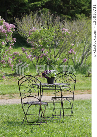 札幌花卉景點 川下公園 丁香花 紫丁香花 札幌市花 札幌花卉景點 川下公園 丁香花 紫丁香花 札幌市花 126810731