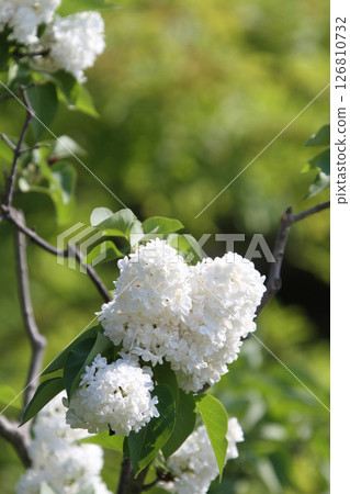 Sapporo Flower Spot Kawashita Park Lilac Lilac Sapporo City Flower 126810732