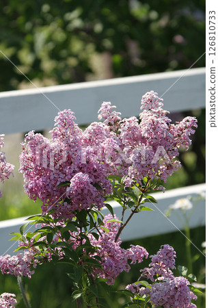 札幌花卉景點 川下公園 丁香花 紫丁香花 札幌市花 126810733