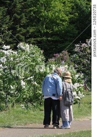 Sapporo flower spot Kawashita Park Elderly couple enjoying cherry blossom viewing Lilac Lilac Sapporo city flower 126810738