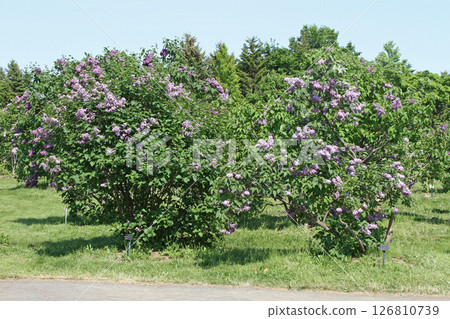 Sapporo Flower Spot Kawashita Park Lilac Lilac Sapporo City Flower 126810739