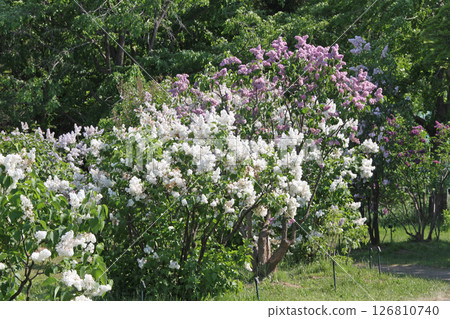 Sapporo Flower Spot Kawashita Park Lilac Lilac Sapporo City Flower 126810740