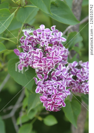 札幌花卉景點 川下公園 丁香花 紫丁香花 札幌市花 札幌花卉景點 川下公園 丁香花 紫丁香花 札幌市花 126810742