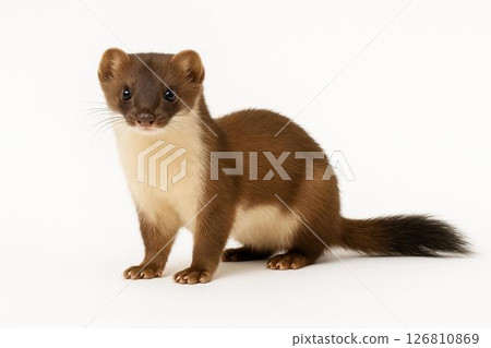 黃鼠狼 黃鼠狼 126810869