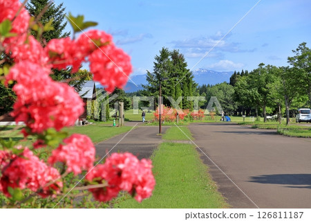 北歐森林公園的紅杜鵑花 126811187