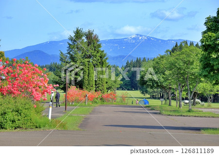 北歐森林公園的紅杜鵑花 126811189