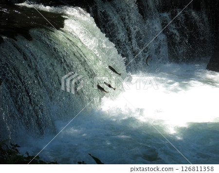 櫻花鮭魚爬上北海道清裡的櫻花瀑布 126811358