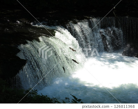 一條櫻花鮭魚（婚色）爬上北海道清裡的櫻花瀑布 126811368