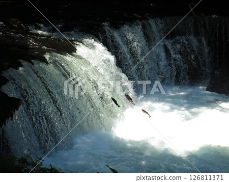 一條櫻花鮭魚（婚色）爬上北海道清裡的櫻花瀑布 126811371
