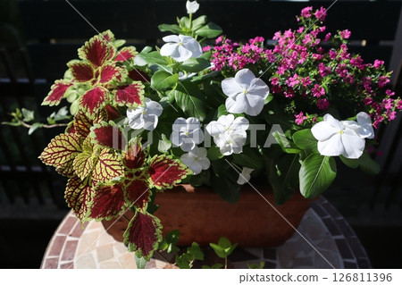 A mixture of Madagascar periwinkle, coleus, and cuphea 126811396