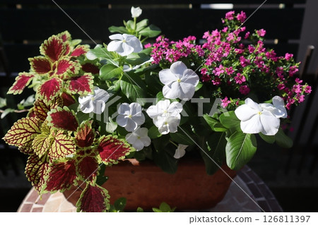 馬達加斯加長春花、彩葉草和萼距花的混合物 馬達加斯加長春花、彩葉草和萼距花的混合物 126811397