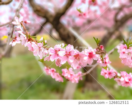 Peach blossoms blooming in a peach field in spring Peach blossoms blooming in a peach field in spring 126812511