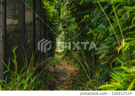 A jungle in the city [Matsumoto City] 126812524