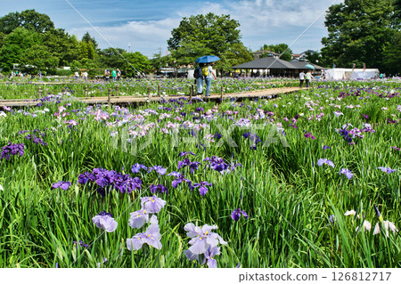 東京都東村山市北山公園菖蒲花園 東村山菖蒲節 126812717