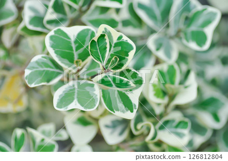 Ficus deltoidea Jack f variegata ,Mistletoe fig or Mistletoe rubber plant or MORACEAE Ficus deltoidea Jack f variegata ,Mistletoe fig or Mistletoe rubber plant or MORACEAE 126812804