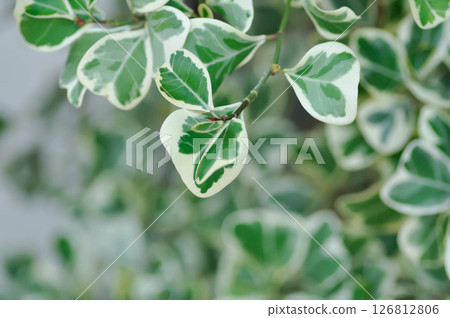 Ficus deltoidea Jack f variegata ,Mistletoe fig or Mistletoe rubber plant or MORACEAE Ficus deltoidea Jack f variegata ,Mistletoe fig or Mistletoe rubber plant or MORACEAE 126812806