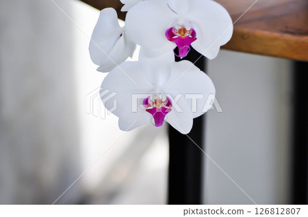 Moth orchid , phalaenopsis orchid or orchid or white orchid or ORCHIDACEAE Moth orchid , phalaenopsis orchid or orchid or white orchid or ORCHIDACEAE 126812807