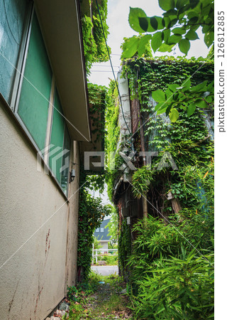A jungle in the city [Matsumoto City] 126812885