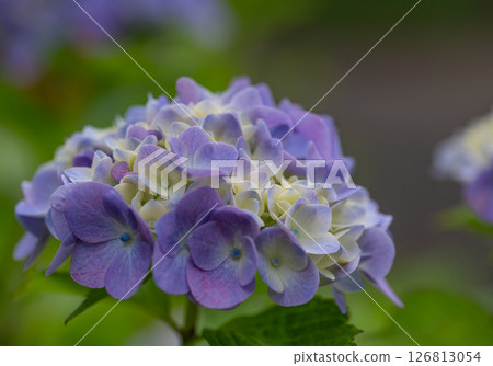 Hydrangea Hydrangea 126813054