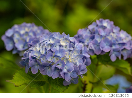 Hydrangea 126813055