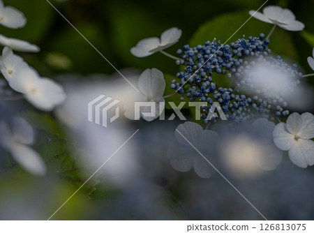 繡球 繡球 126813075