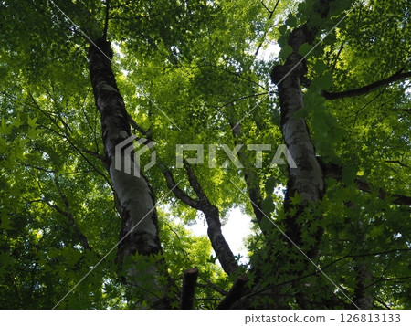 The blue maple tree I looked up at 126813133