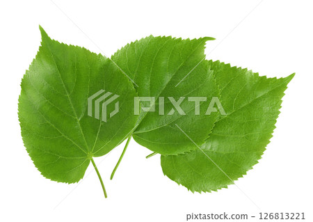 green fresh linden leaf isolated on a white background. Top view. Flat lay green fresh linden leaf isolated on a white background. Top view. Flat lay 126813221