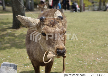 奈良公園裡的一隻鹿一臉茫然地向我走來,然後突然咬掉我拿著的紙袋,當場吃掉了。 奈良公園裡的一隻鹿一臉茫然地向我走來,然後突然咬掉我拿著的紙袋,當場吃掉了。 126813333