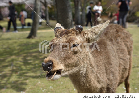 奈良公園裡的一隻鹿一臉茫然地向我走來，然後突然咬掉我拿著的紙袋，當場吃掉了。 126813335