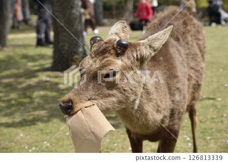 A deer in Nara Park approached me with a blank look on its face, then suddenly bit off the paper bag I was carrying and ate it right there. 126813339
