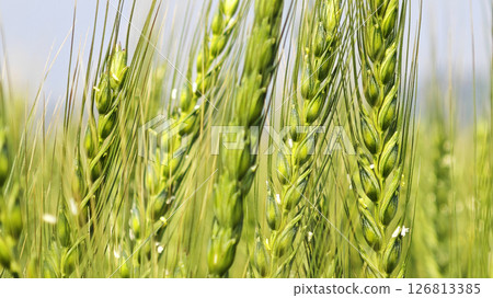 Close-up of Young green wheat growing in an agricultural field, symbolizing sustainable farming, natural growth, and food production 126813385