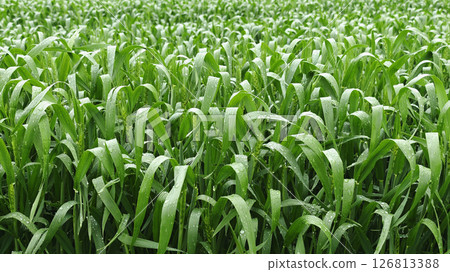 Young green wheat growing in an agricultural field, symbolizing sustainable farming, natural growth, and food production 126813388