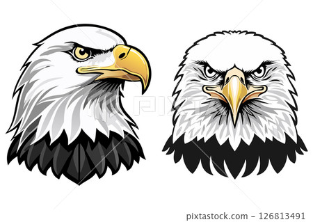 Bald eagle head portrait from a realistic (Haliaeetus leucocephalus) black and white 126813491