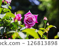 Charles de Gaulle blooming vigorously in the sun 126813898