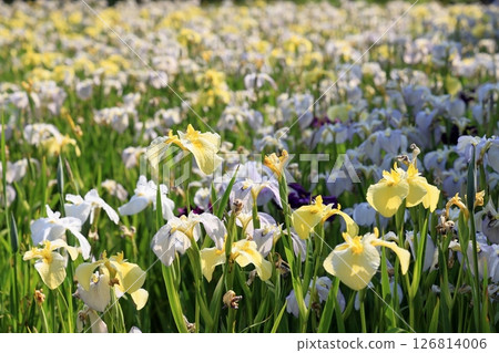 常磐公園菖蒲園內菖蒲花盛開 常磐公園菖蒲園內菖蒲花盛開 126814006