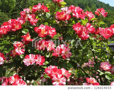 Beautiful squeezed rose "Fourth of July" 126814033