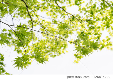 新鮮的綠色圖像素材 126814209