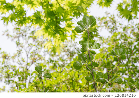 新鮮的綠色圖像素材 126814210