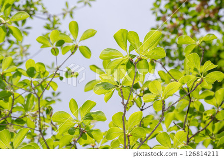 Fresh fresh green image material 126814211