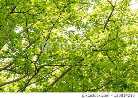 Fresh fresh green image material Fresh fresh green image material 126814216