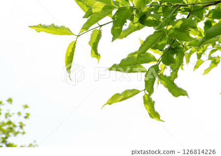 新鮮的綠色圖像素材 126814226