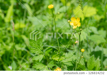 Grassy yellow flower 126814232
