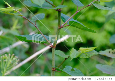 日本虎杖照片 126814253